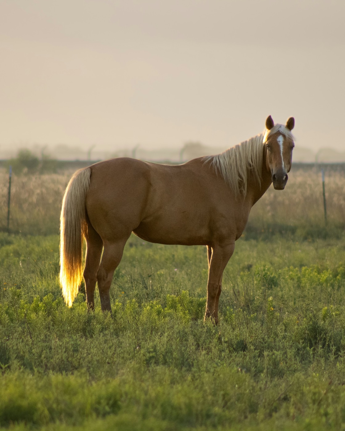 Pferd auf der Weide