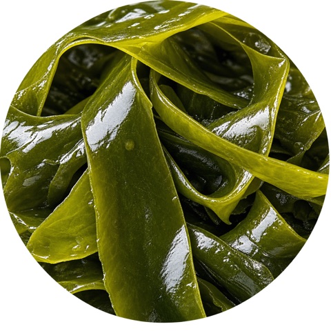 Spirulina
